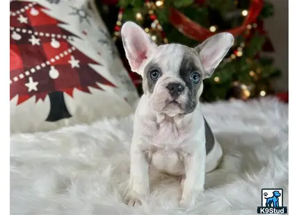 a small french bulldog dog sitting in front of a christmas tree